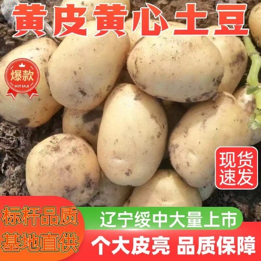 绥中县土豆沃土黄皮黄心土豆大量上市了个大皮毛亮薯型好大量有货