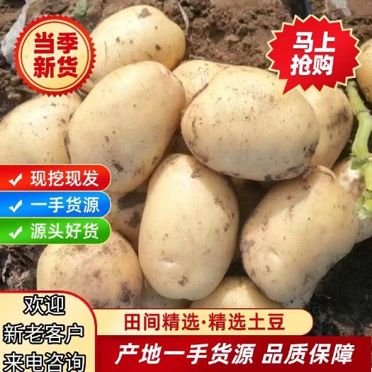 绥中县辽宁绥中土豆沃土刘平一号黄皮黄心大量上市基地直供