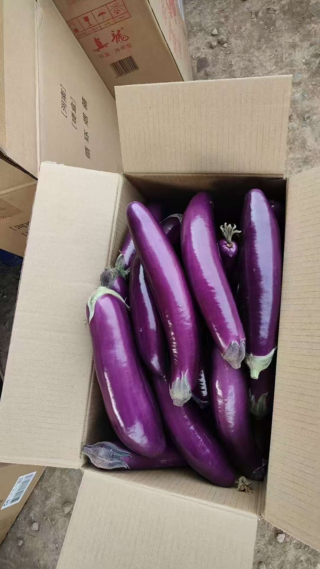 发新鲜紫长茄 当日采摘现摘现发 批发优选