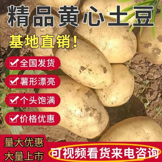 辽宁绥中土豆大量上市了，沃土，实验一号黄皮黄心土豆大量上市了