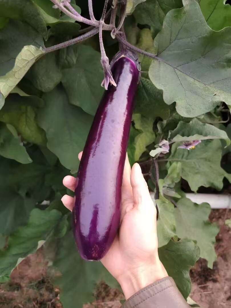 发新鲜紫长茄 当日采摘现摘现发 批发优选