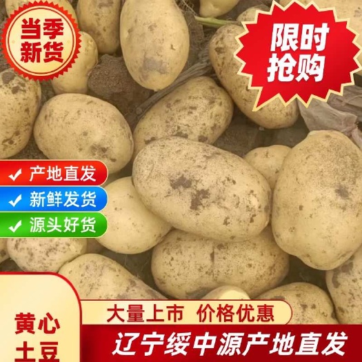 绥中县辽宁绥中黄皮黄心土豆大量上市了，个大皮毛亮薯型正大量有货