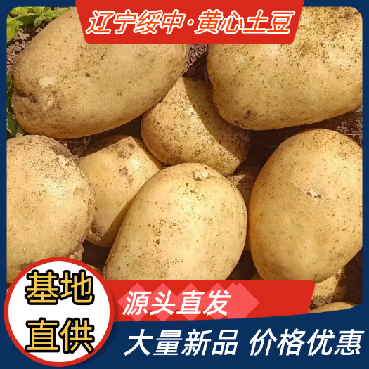 绥中县土豆，辽宁绥中精品沃土，实验一中暑黄皮黄心土豆大量上市个大
