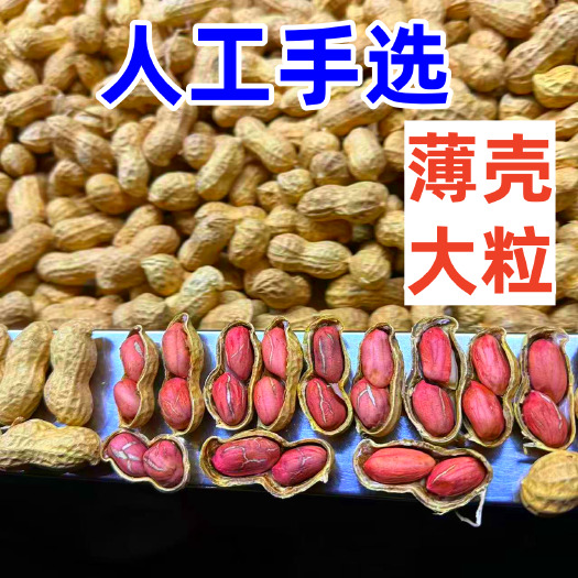 宁陵县花育花生带壳9616精选种子果