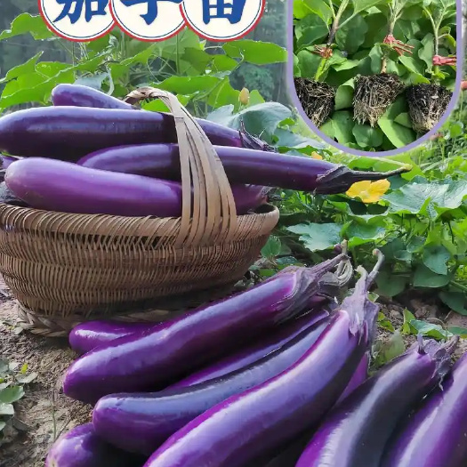 普定县安顺紫长茄新鲜采摘支持整车发货批发零售