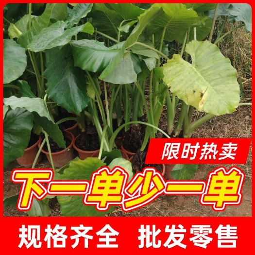 长沙海芋，精美海芋盆苗，规格齐全，鲜艳亮丽，基地批发零售