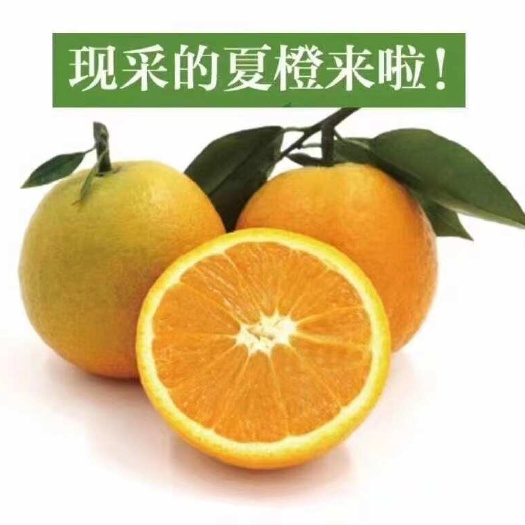 秭归夏橙大量上市挂树鲜果不打蜡不催熟皮薄汁多入口化渣果园直发