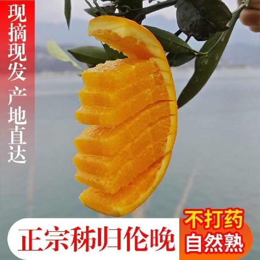 湖北秭归地道伦晚鲜橙纯甜不打蜡不催熟现摘现发批零可售量大价优