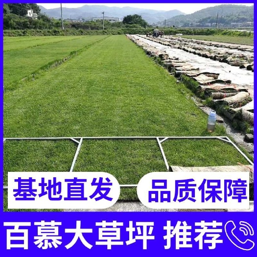 长沙百慕大，草坪，基地直发，优选推荐，诚信合作！