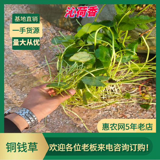 基地直销 河北保定高品质铜钱草盆栽 绿色植物装饰全国发货