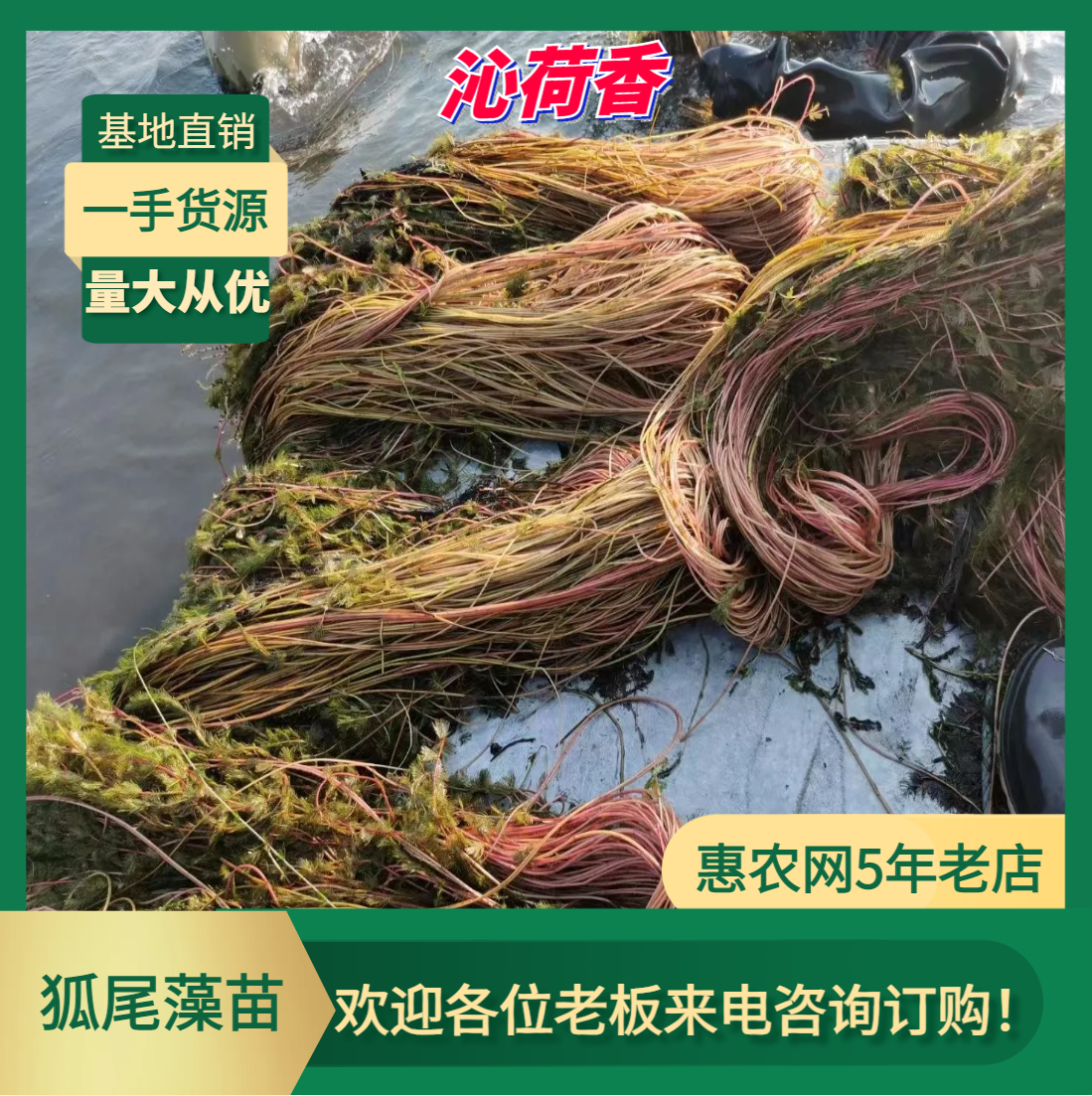 基地直销 河北保定 水生植物 碎花狐尾藻苗 全国发货