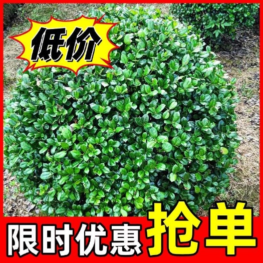 造型枸骨，精美枸骨球，造型景观树，规格齐，价格低，基地批发