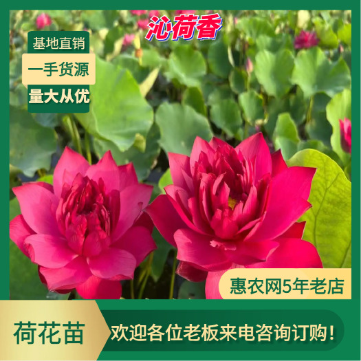 安新县基地直销 河北保定 供应优质荷花苗木 打造水景优选水生植物