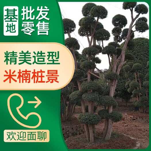 长沙赤楠，米楠桩景，精美造型，基地批发，零售