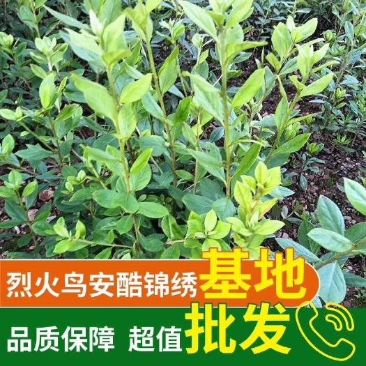 长沙烈火鸟杜鹃，安酷杜鹃，锦绣杜鹃，基地批发供应，公司合作