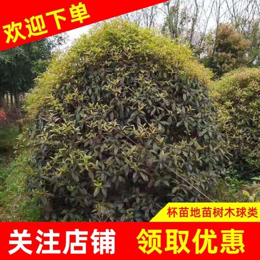 【推荐】四季桂，月月桂花，杯苗，地苗，树木球类，基地直销