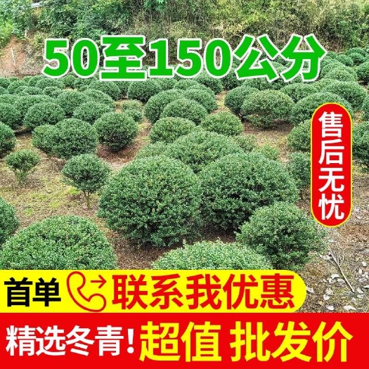 龟甲冬青，精品球规格，50至150公分齐全，批发价格欢迎采购