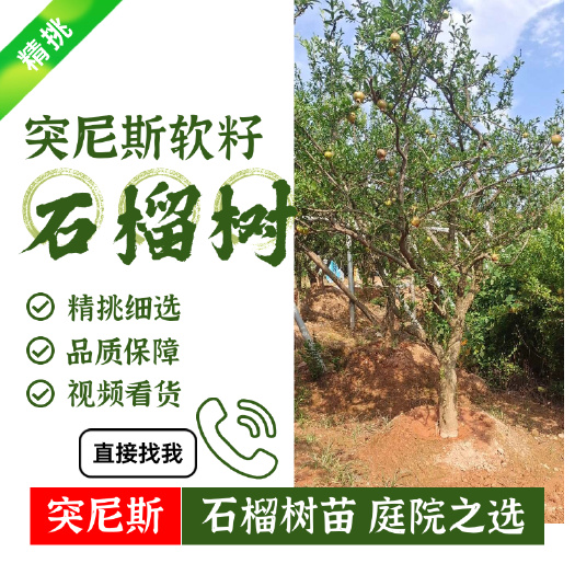 石榴树苗,庭院之选,突尼斯软籽树苗,大果,5至20公分