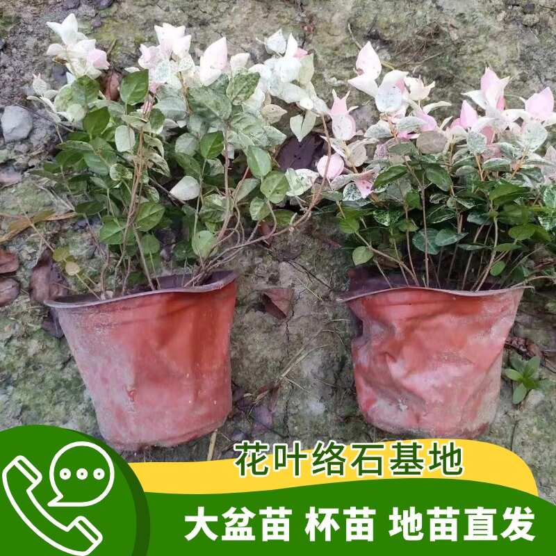 花叶络石，大盆苗，杯苗，地苗，低价批发中