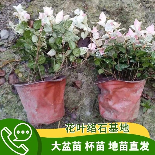 长沙花叶络石，大盆苗，杯苗，地苗，低价批发中