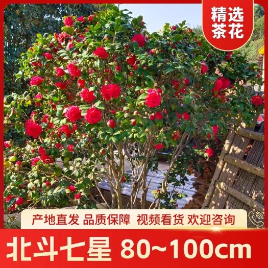 茶花，北斗七星，80~100cm，基地直发，推荐