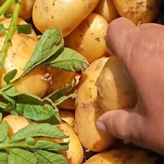 新土豆大量上市价格优惠可可零售可批发可自提随时看货价格可议
