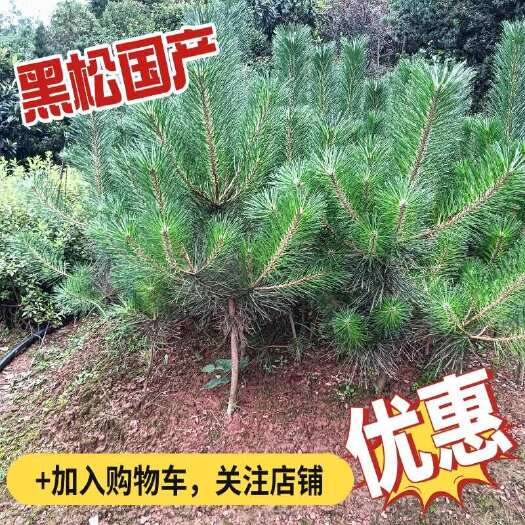 长沙黑松国产，优质黑松苗，油松苗，基地批发，品质保障