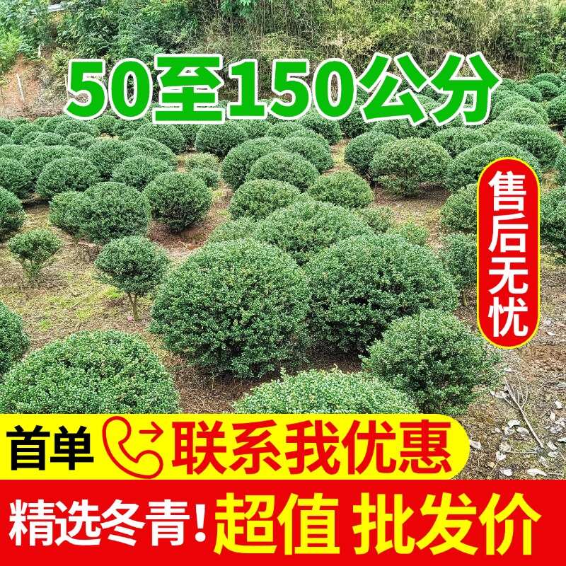 龟甲冬青，精品球规格，50至150公分齐全，批发价格欢迎采购
