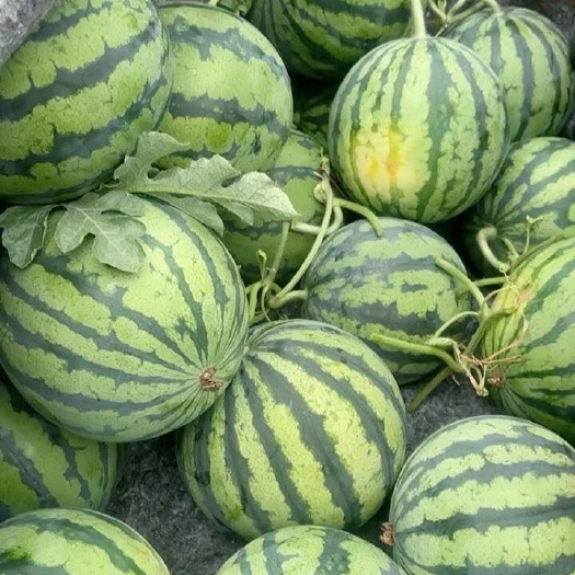 商丘麒麟精品货