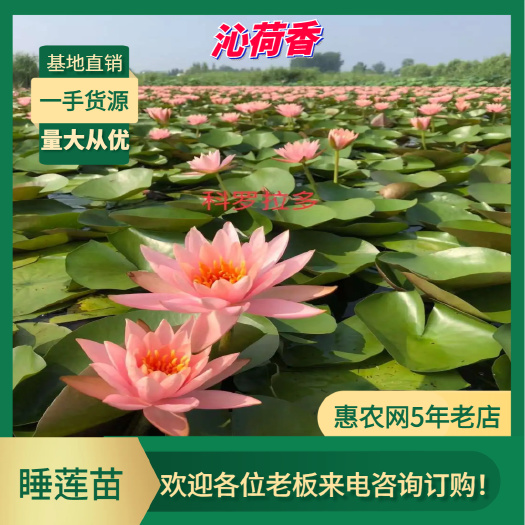 基地直销 河北供应优质睡莲水生植物苗木花草批发零售