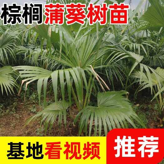 长沙精美棕榈，蒲葵树苗，基地批发，公司合作，实力商家