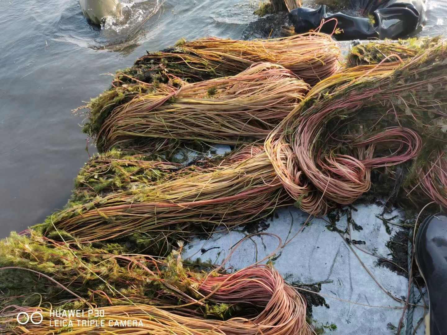 基地直销 河北保定 水生植物 碎花狐尾藻苗 全国发货