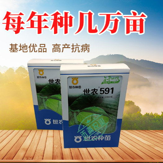 武汉世农591大果平顶甘蓝种子高产包菜卷心菜莲花白种籽春秋