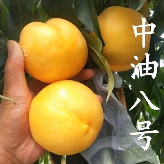 黄油桃特大中油八号桃甜蜜批发零售新鲜水果桃子蜜桃