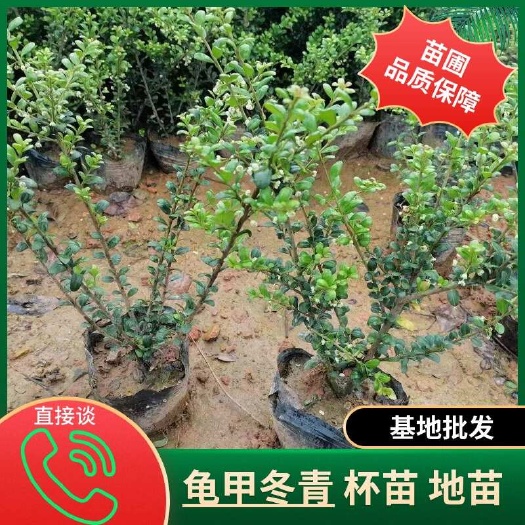 长沙龟甲冬青，杯苗地苗，湖南长沙，苗圃基地批发