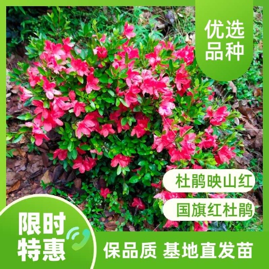 长沙杜鹃，国旗红杜鹃，映山红杜鹃，映山红，基地直发苗