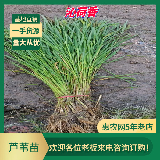 基地直销 河北保定 芦苇  水生植物沉睡植物 芦苇苗