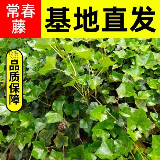 常春藤，常青藤，基地直发，量大可谈，诚信合作！