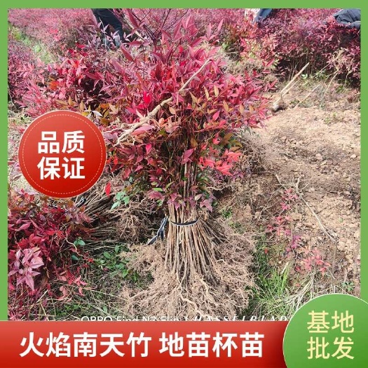 南天竹，火焰南天竹，地苗及杯苗，大量基地批发