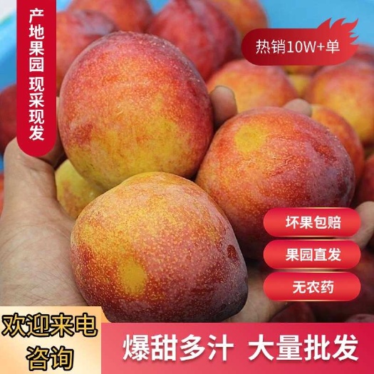 辽宁绥中大红袍李子干核纯甜李子自然成熟批发离核香味