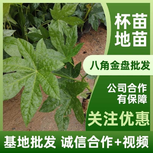 长沙八角金盘，杯苗，地苗，基地批发，量大价低