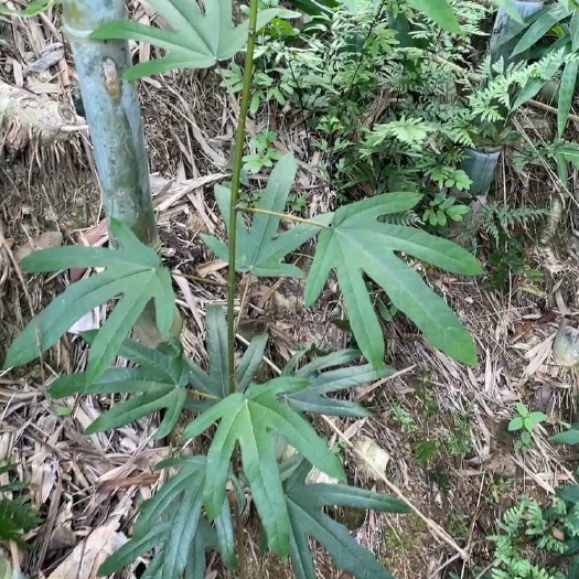 阳春市五指毛桃