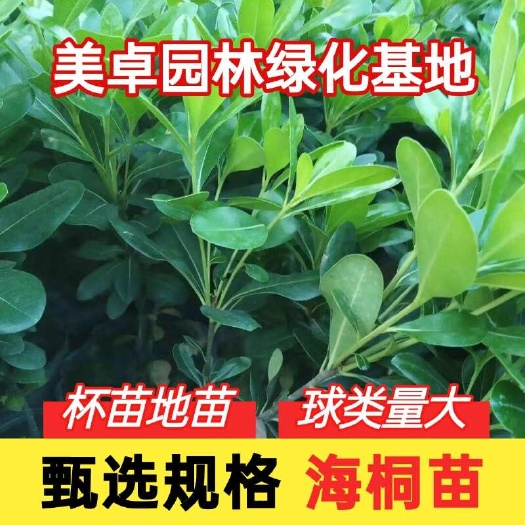 海桐苗，杯苗地苗球类，美卓园林绿化基地，批发量大价优