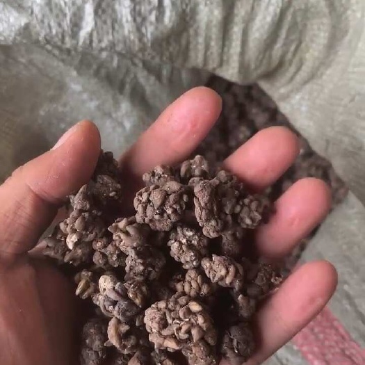 息县猫抓草