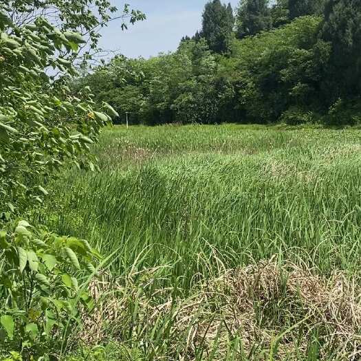 岳池县蒲黄（粗粉）
