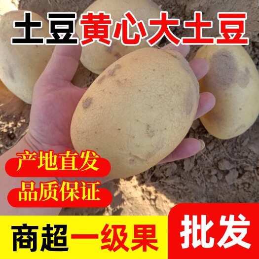 定边县黄皮黄心土豆沃土希森v7226实验一号各类都有货土豆大量批发