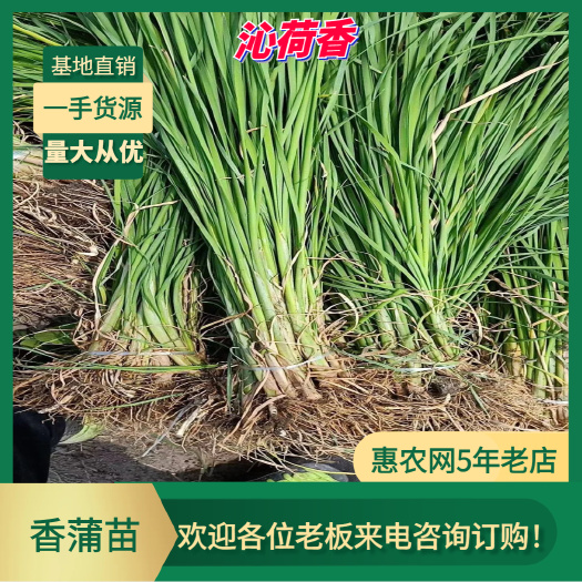 基地直销 河北保定 水生植物 小香蒲 香蒲苗 全国发货