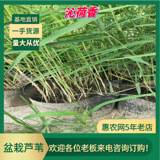 安新县基地直销 河北保定 水生植物 盆栽芦苇 全国发货