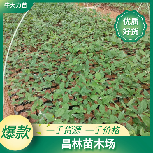 改良中叶牛大力苗,苗场直供,一手货源,品质保证