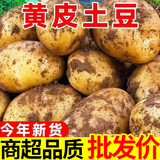 襄樊黄心土豆，中号，小号，规格齐全，整车发货